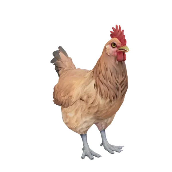 Chickens